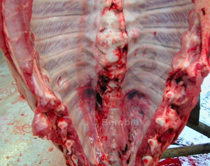 Figura&nbsp;3. Exostose nas costelas de um porco morto na exploração